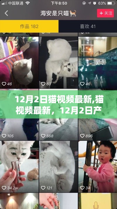 猫视频最新动态，12月2日产品深度评测与介绍