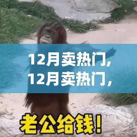 12月热门产品深度评测与介绍