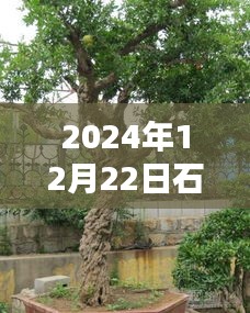 探秘小巷秘境，盆景艺术盛宴，石榴树盆景热门视频欣赏（2024年12月22日）
