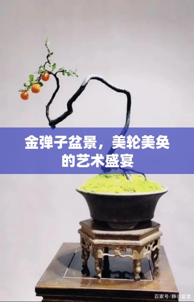 金弹子盆景，美轮美奂的艺术盛宴
