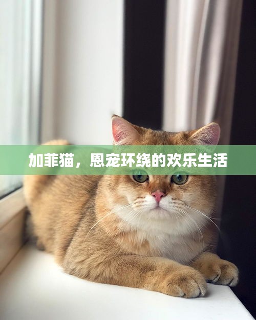 加菲猫，恩宠环绕的欢乐生活