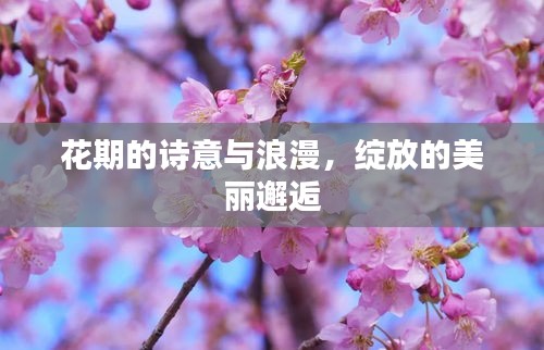花期的诗意与浪漫，绽放的美丽邂逅