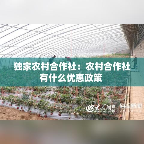 独家农村合作社：农村合作社有什么优惠政策 