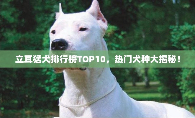 立耳猛犬排行榜TOP10，热门犬种大揭秘！