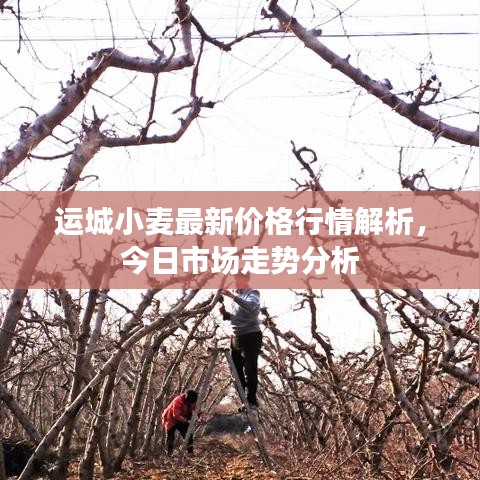 运城小麦最新价格行情解析，今日市场走势分析