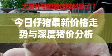 今日仔猪最新价格走势与深度猪价分析