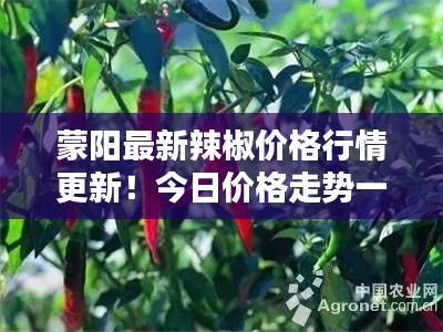 蒙阳最新辣椒价格行情更新！今日价格走势一网打尽！