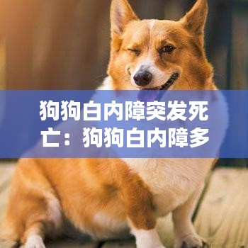 狗狗白内障突发死亡：狗狗白内障多久会恶化 