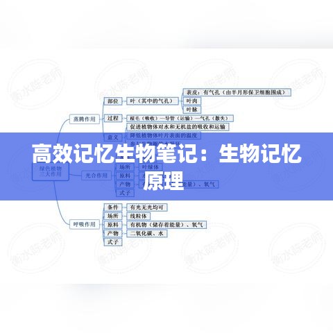 高效记忆生物笔记：生物记忆原理 