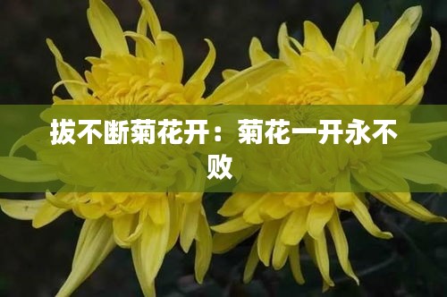 拔不断菊花开：菊花一开永不败 