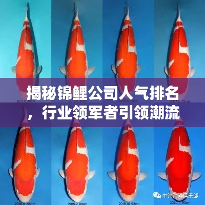 揭秘锦鲤公司人气排名，行业领军者引领潮流风向标！