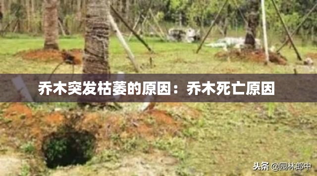 乔木突发枯萎的原因：乔木死亡原因 