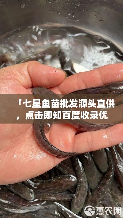 「七星鱼苗批发源头直供，点击即知百度收录优质渠道！」