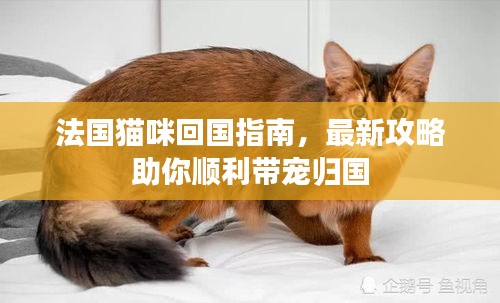 法国猫咪回国指南，最新攻略助你顺利带宠归国