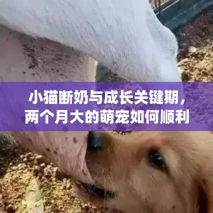 小猫断奶与成长关键期，两个月大的萌宠如何顺利过渡？
