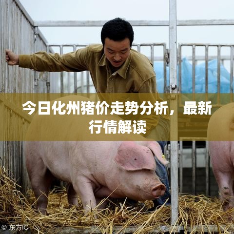 今日化州猪价走势分析，最新行情解读