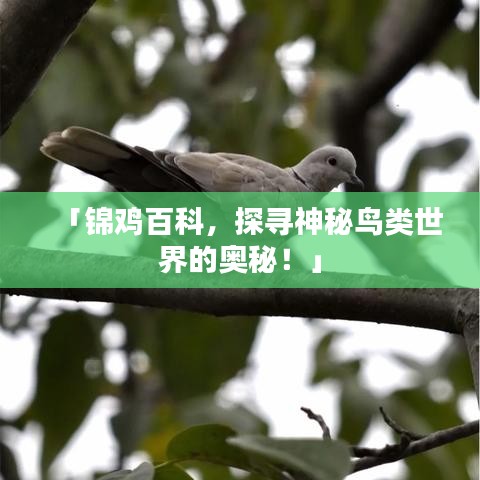 风流儒雅