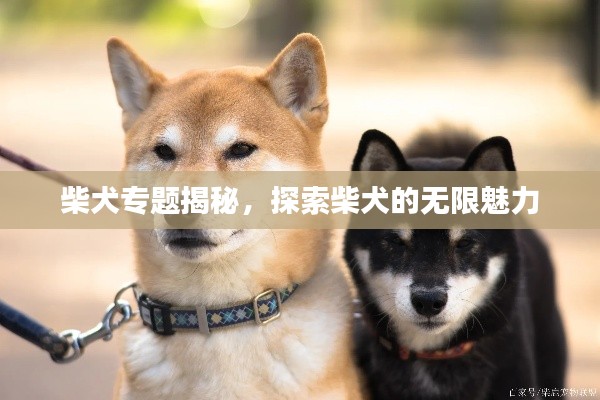 柴犬专题揭秘，探索柴犬的无限魅力