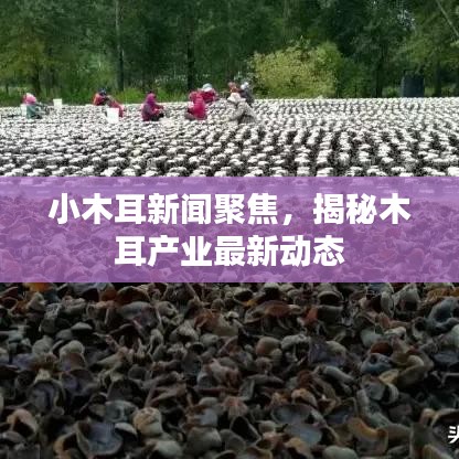 小木耳新闻聚焦，揭秘木耳产业最新动态