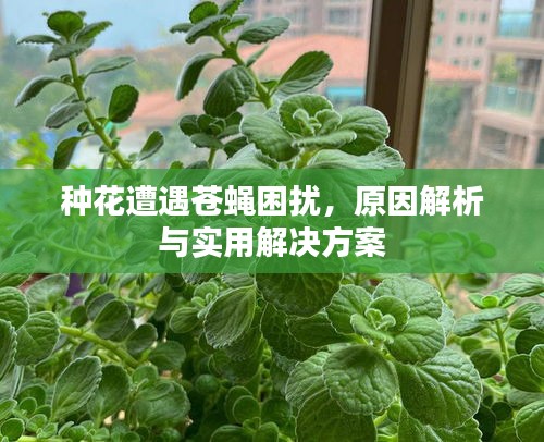 种花遭遇苍蝇困扰，原因解析与实用解决方案