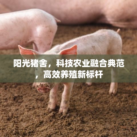 阳光猪舍，科技农业融合典范，高效养殖新标杆