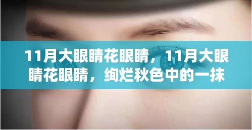 11月大眼睛花眼睛，绚烂秋色中的一抹亮眼色彩