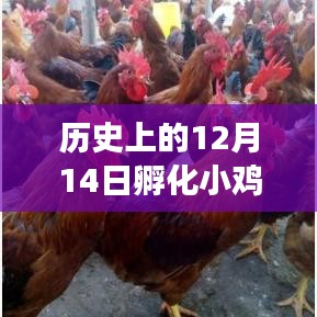 历史上的12月14日小鸡孵化事件深度解读与实时回顾