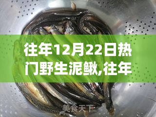 探寻自然美味与生态价值的交融，往年12月22日热门野生泥鳅盛宴揭秘