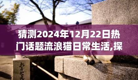 揭秘流浪猫的日常与内心平静之旅，探索自然美景的奇妙旅程，热门话题展望2024年12月22日