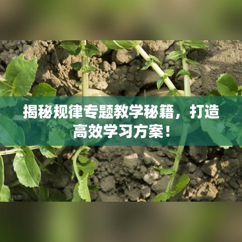 揭秘规律专题教学秘籍，打造高效学习方案！