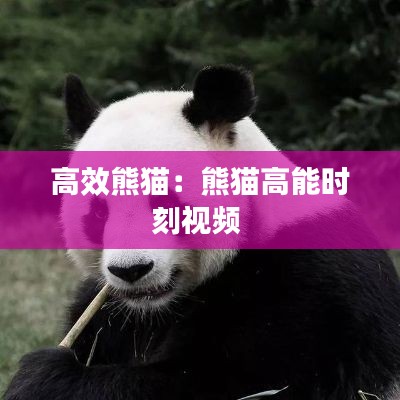 高效熊猫：熊猫高能时刻视频 