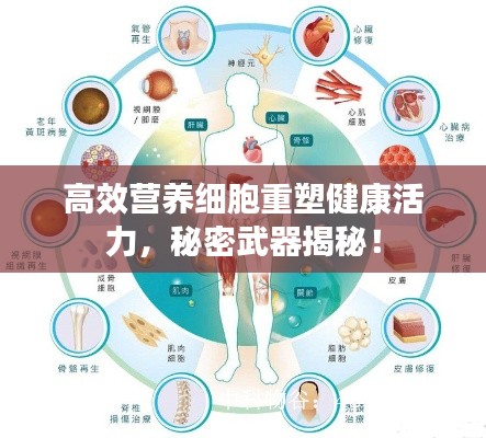 高效营养细胞重塑健康活力，秘密武器揭秘！