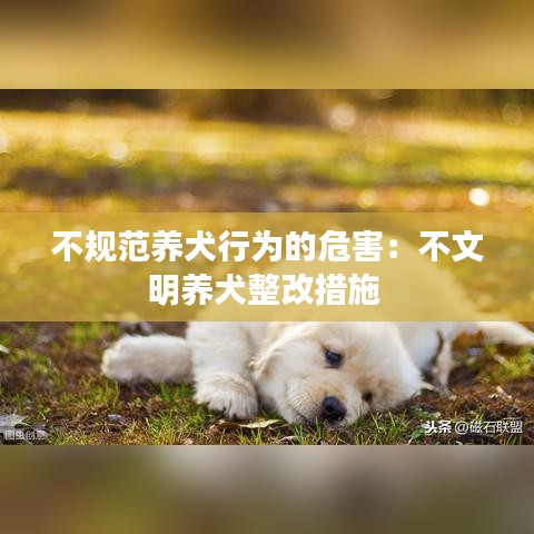 不规范养犬行为的危害：不文明养犬整改措施 