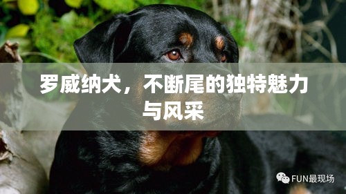 罗威纳犬，不断尾的独特魅力与风采