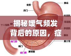 揭秘嗳气频发背后的原因，症状背后的健康隐患！