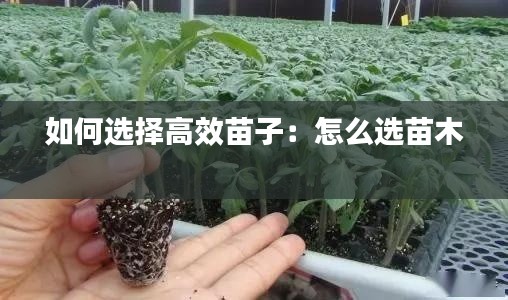 如何选择高效苗子：怎么选苗木 