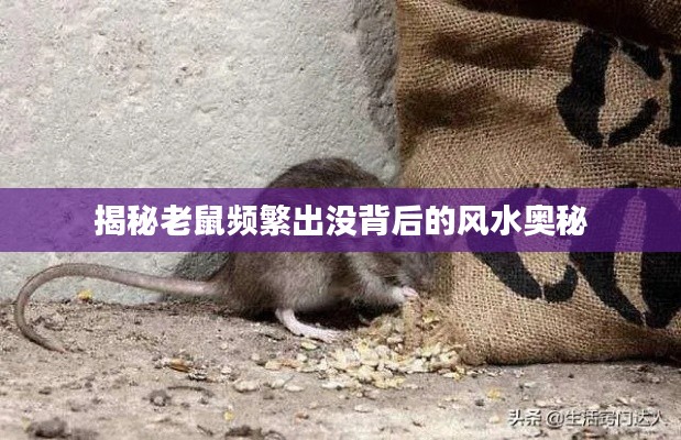 揭秘老鼠频繁出没背后的风水奥秘