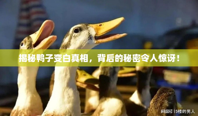 揭秘鸭子变白真相，背后的秘密令人惊讶！