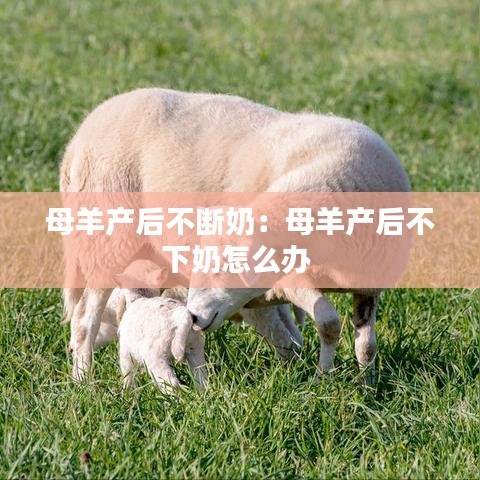 母羊产后不断奶：母羊产后不下奶怎么办 