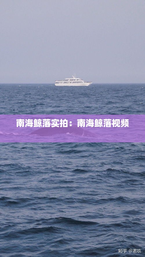 南海鲸落实拍：南海鲸落视频 