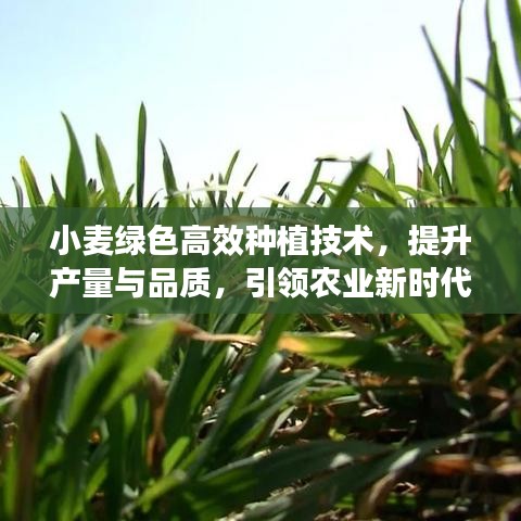 小麦绿色高效种植技术，提升产量与品质，引领农业新时代