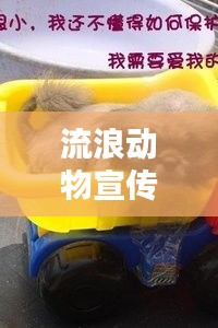 流浪动物宣传活动：流浪动物宣传片 