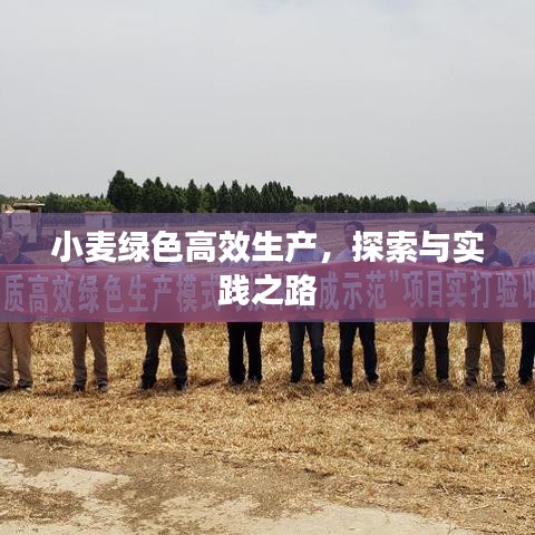 小麦绿色高效生产，探索与实践之路