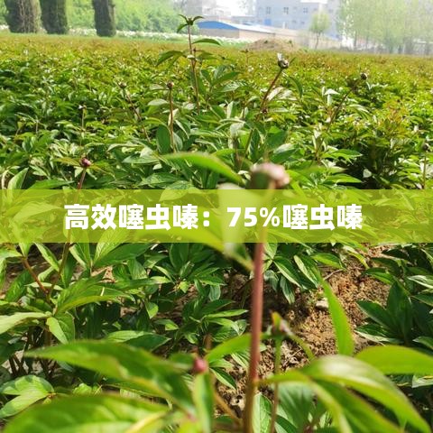 高效噻虫嗪：75%噻虫嗪 