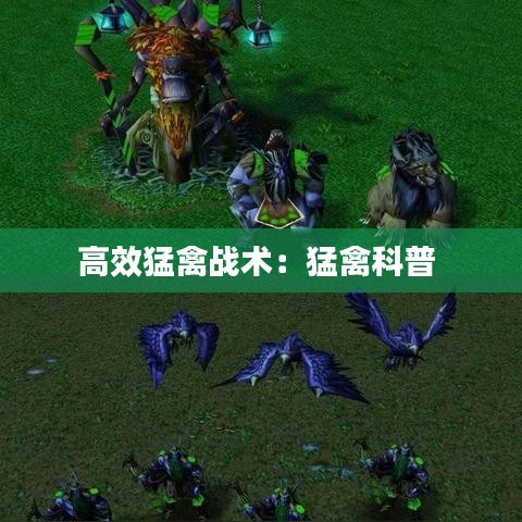 高效猛禽战术：猛禽科普 