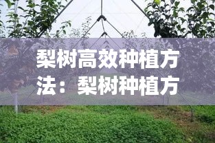 梨树高效种植方法：梨树种植方式 