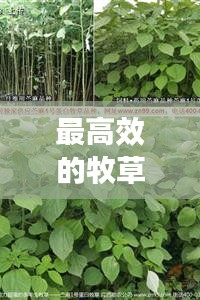 最高效的牧草：目前最好的牧草品种 
