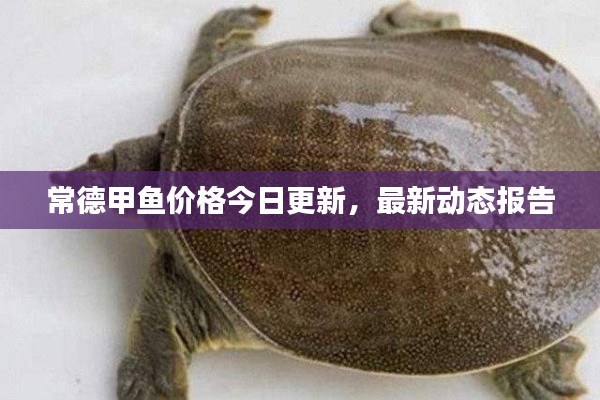 常德甲鱼价格今日更新，最新动态报告