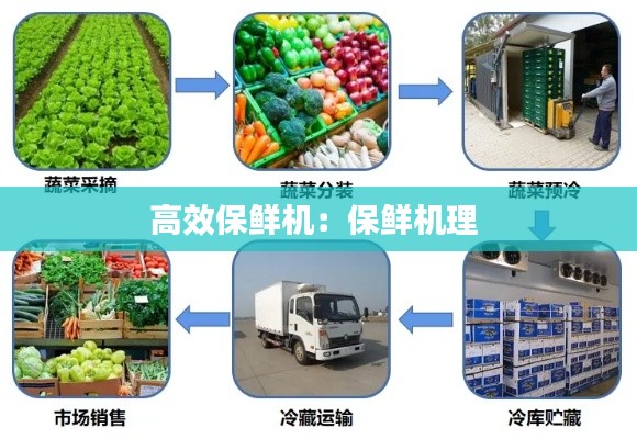高效保鲜机：保鲜机理 