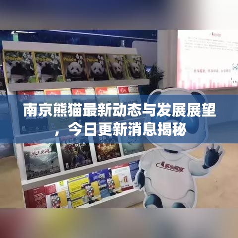 南京熊猫最新动态与发展展望，今日更新消息揭秘